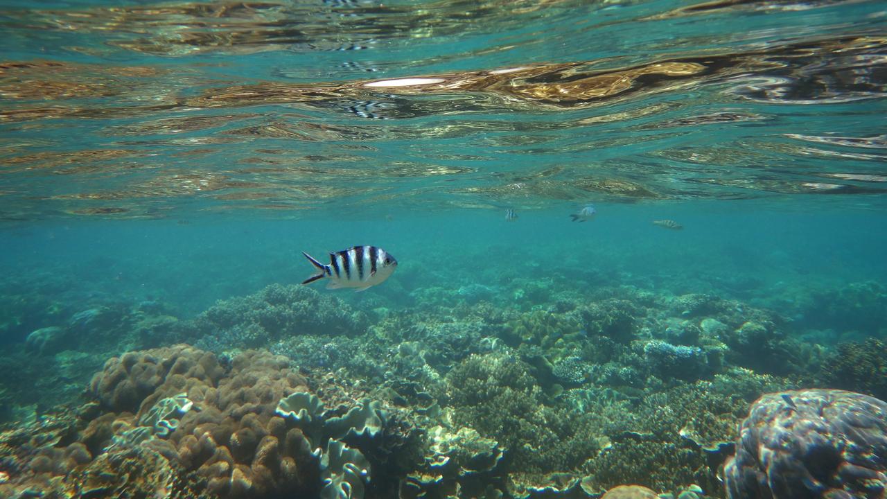 The Great Barrier Reef (file)