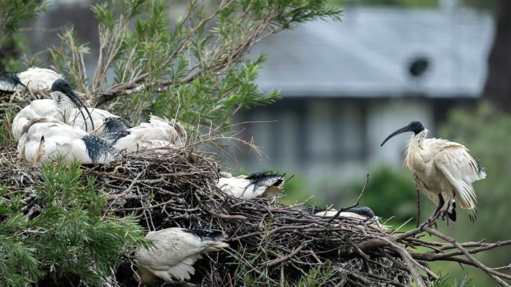 There have been 123 confirmed or presumed positive detections of H5 bird flu in Australia.
