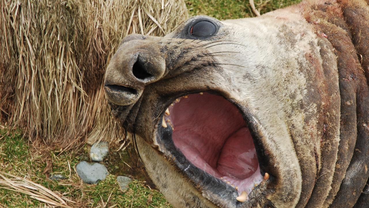 An elephant seal