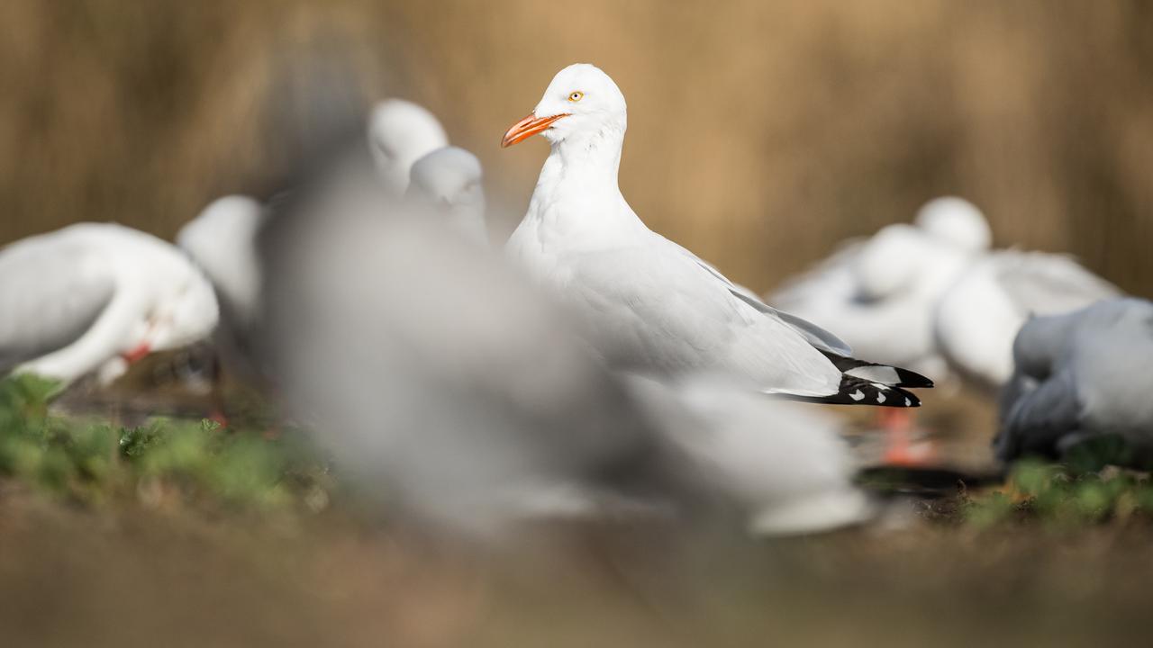Silver gulls (file image)