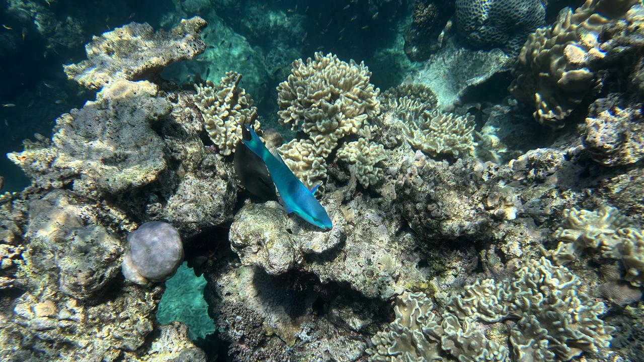 reef