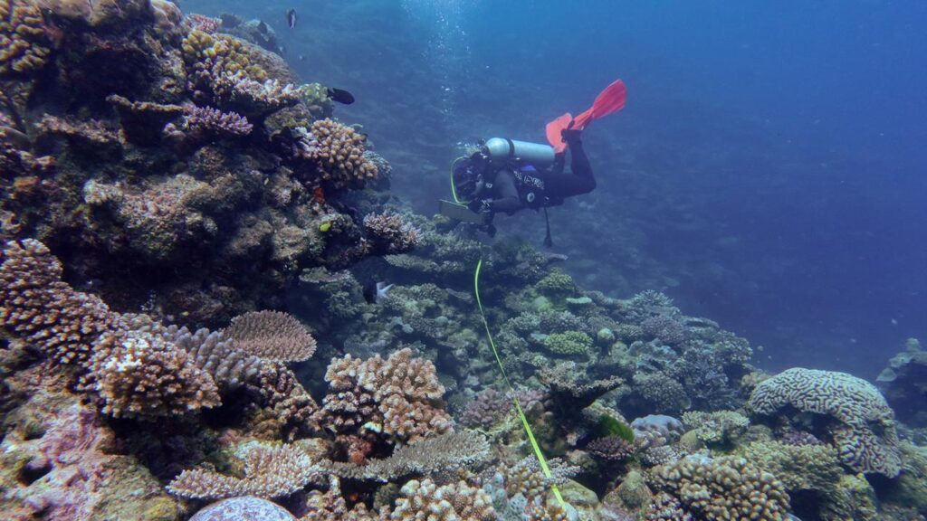 Despite positive recent signs, scientists warn the Great Barrier Reef remains under pressure.

