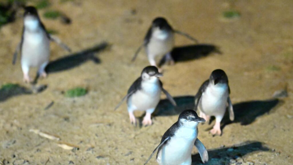 Little penguins are among species under threat as bird flu events spread in Australia.
