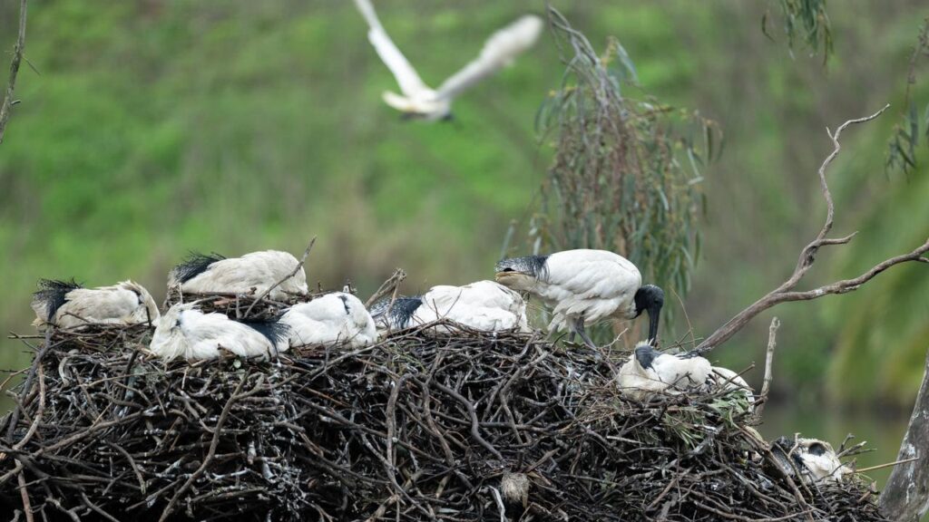 The H5 strain of bird flu continues to spread across Australia, threatening wildlife.
