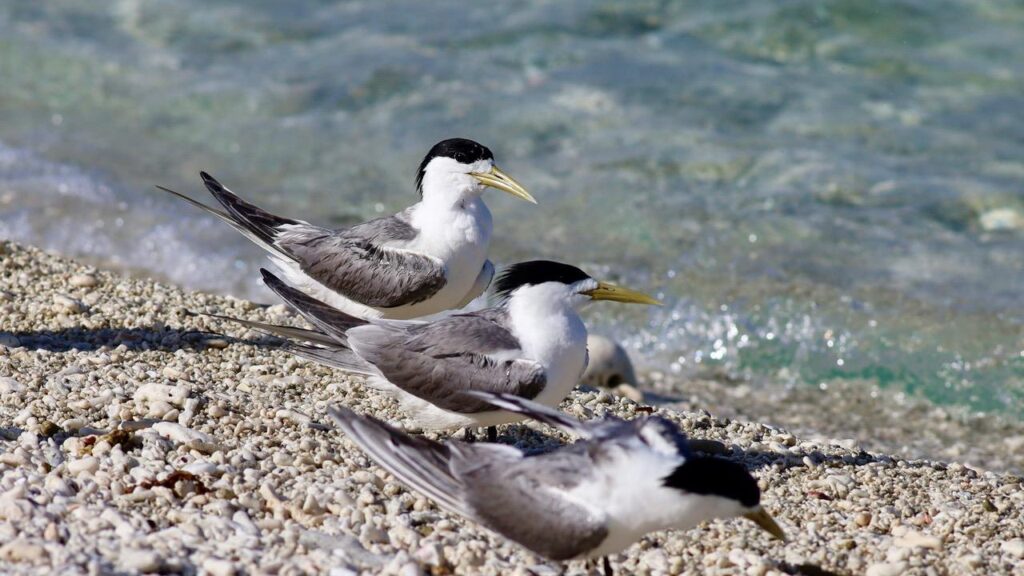 As a number of greater crested terns are discovered inland, authorities warn worse is yet to come.
