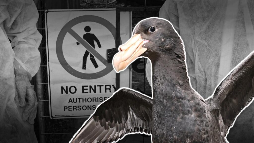 Large numbers of dead birds in two states has raised concerns bird flu could be rapidly spreading.
