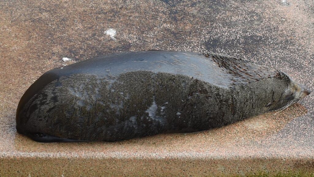 Authorities fear the first seal with a deadly bird flu strain has washed up on Australia’s mainland.
