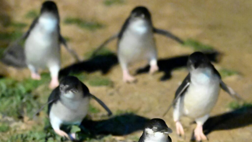 The federal government has announced a total bird flu funding increase of $145 million.
