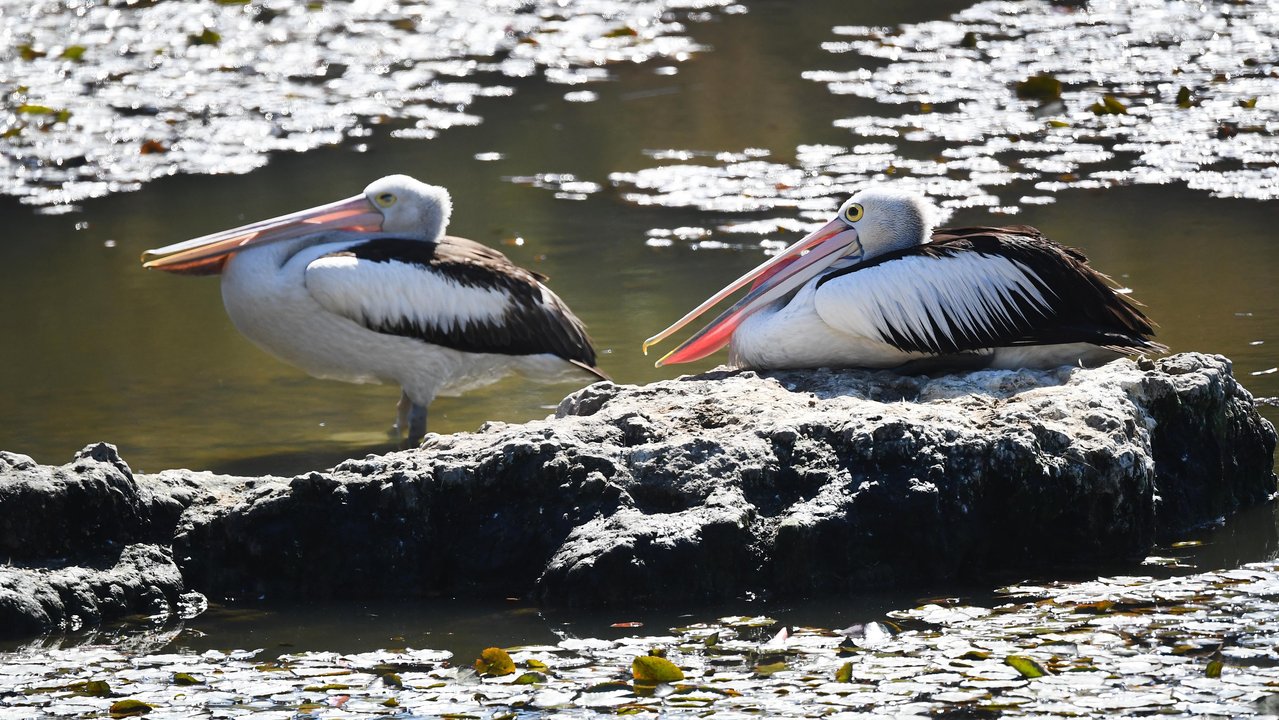 Pelicans in in Logan, south of Brisbane