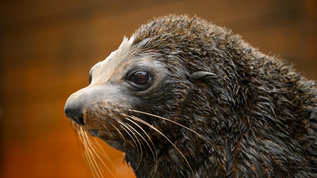 A fur seal has tested positive for H5 bird flu and another is suspected to have the virus.
