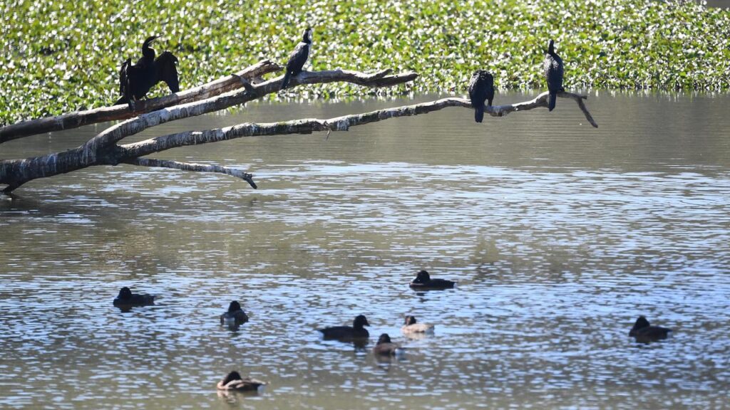 Vulnerable, captive bird species will be prioritised for vaccination against a deadly flu strain.
