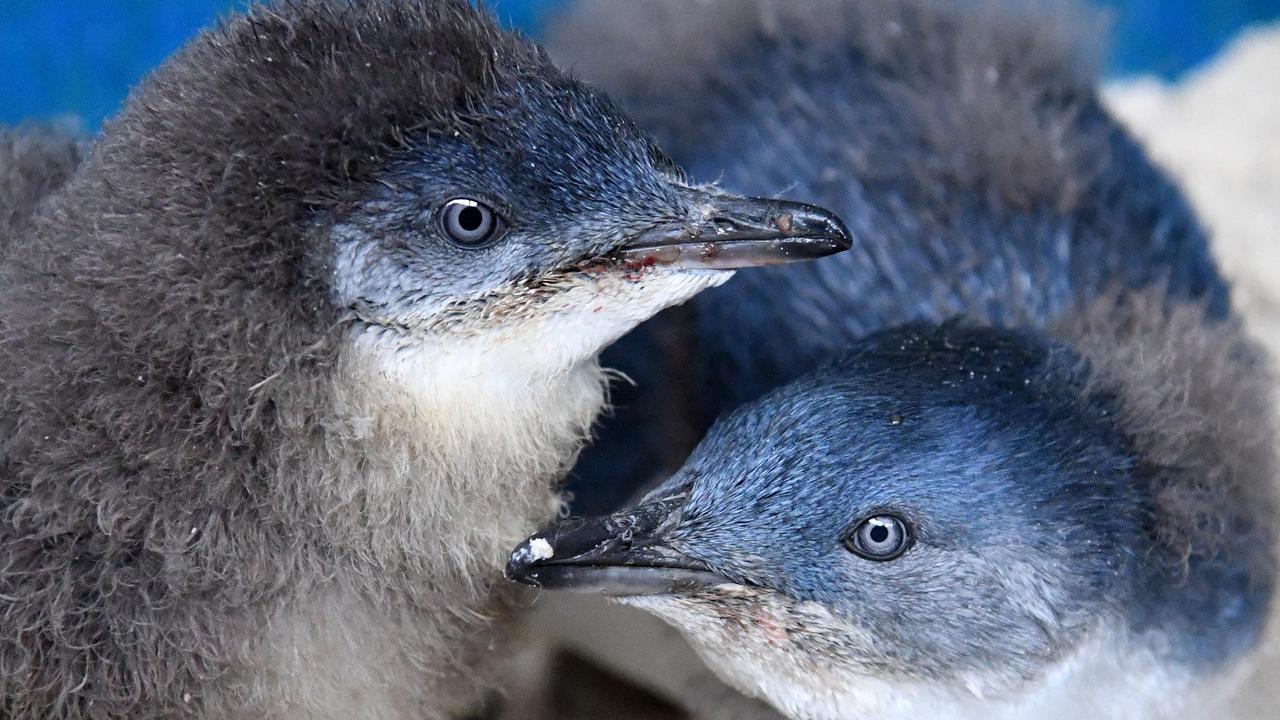 Fairy penguin chicks (file image)