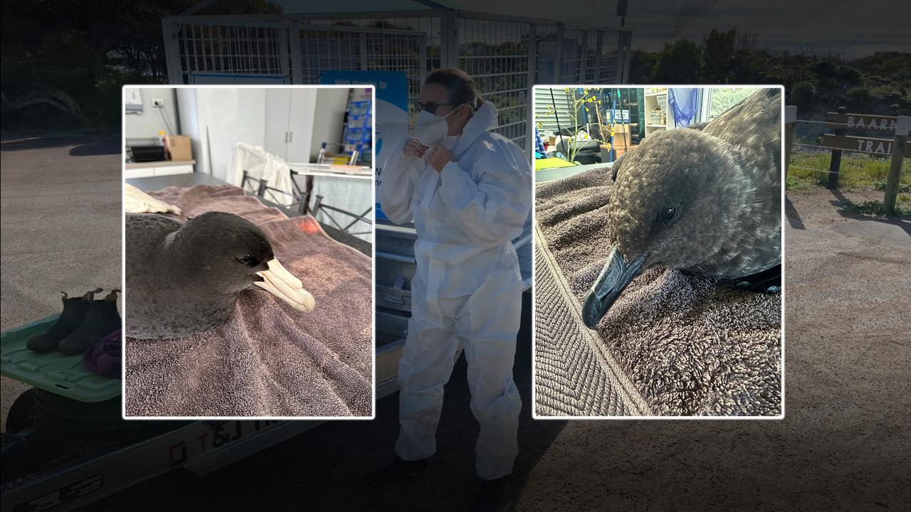 BIRD FLU COMPOSITE
