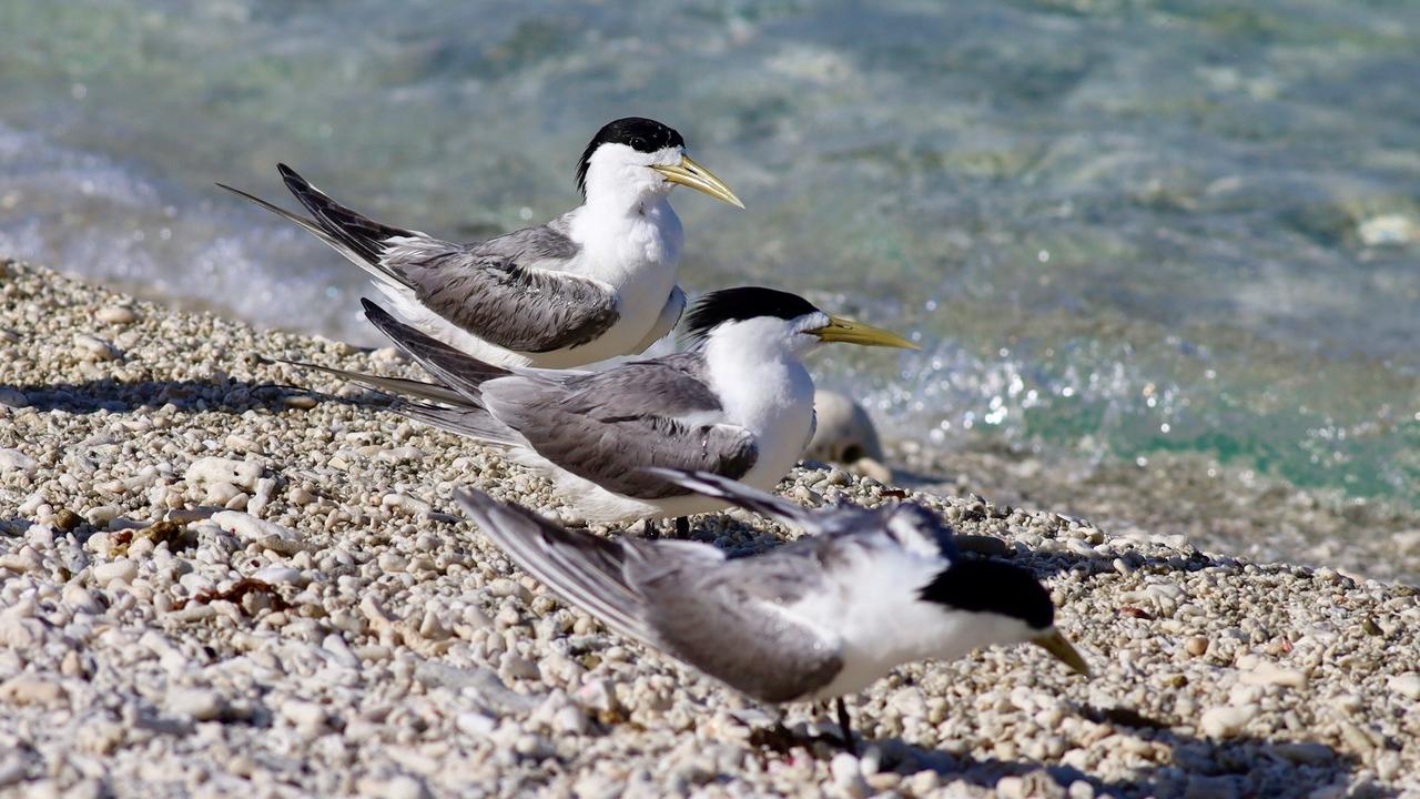 Greater crested terns on Lady Elliott Island