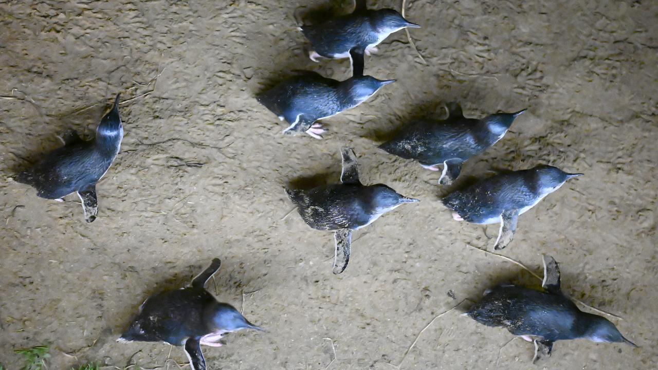 Little penguins come ashore