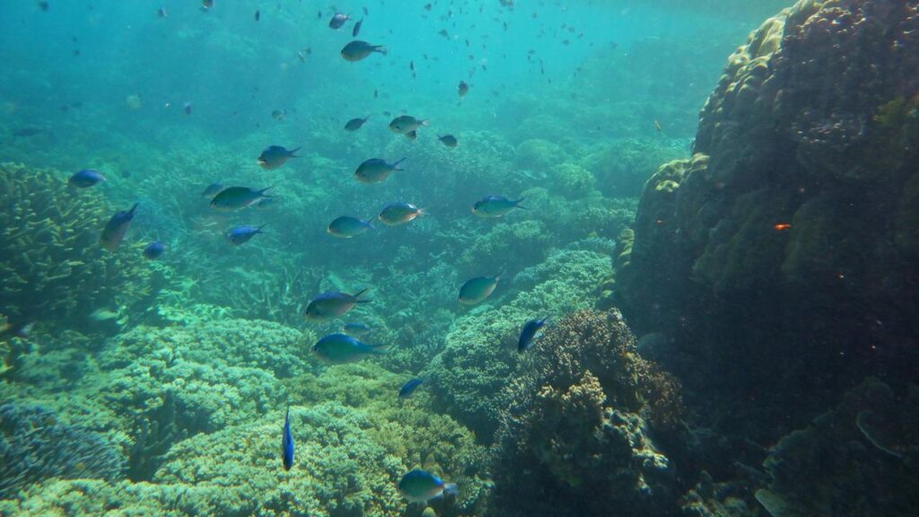 A new tool will translate the impacts of emissions from coal, oil and gas projects on coral reefs.
