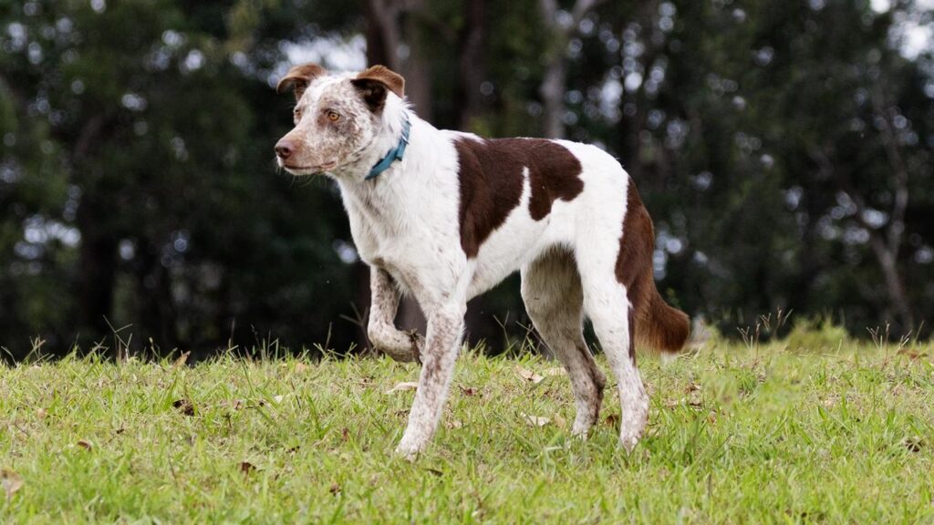 Oaka is being trained to detect koalas by the smell of their fur, often metres above ground-level.
