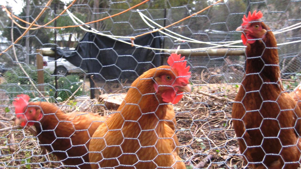 Chickens peck in the barn