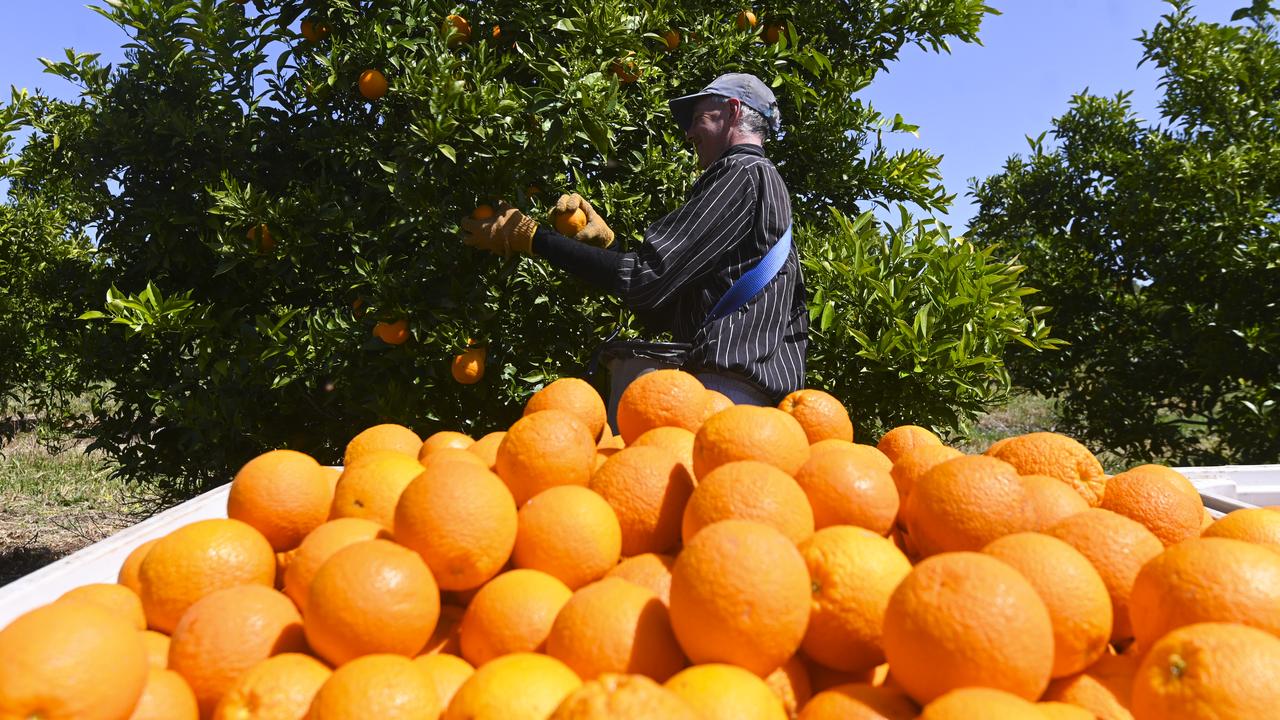 oranges being picked