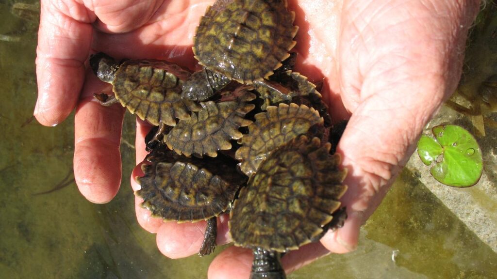 A proposed Olympic venue is home to the white-throated snapping turtle.
