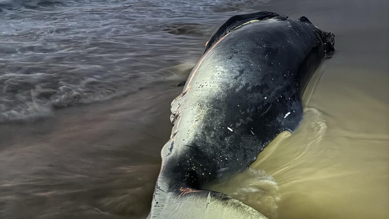 A dead juvenile whale that washed up at Alexandra Headland, Qld