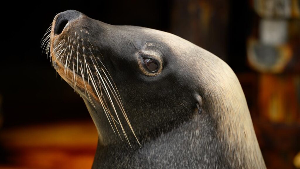 A sea lion has tested positive for bird flu, sparking fears of a possible extinction event.
