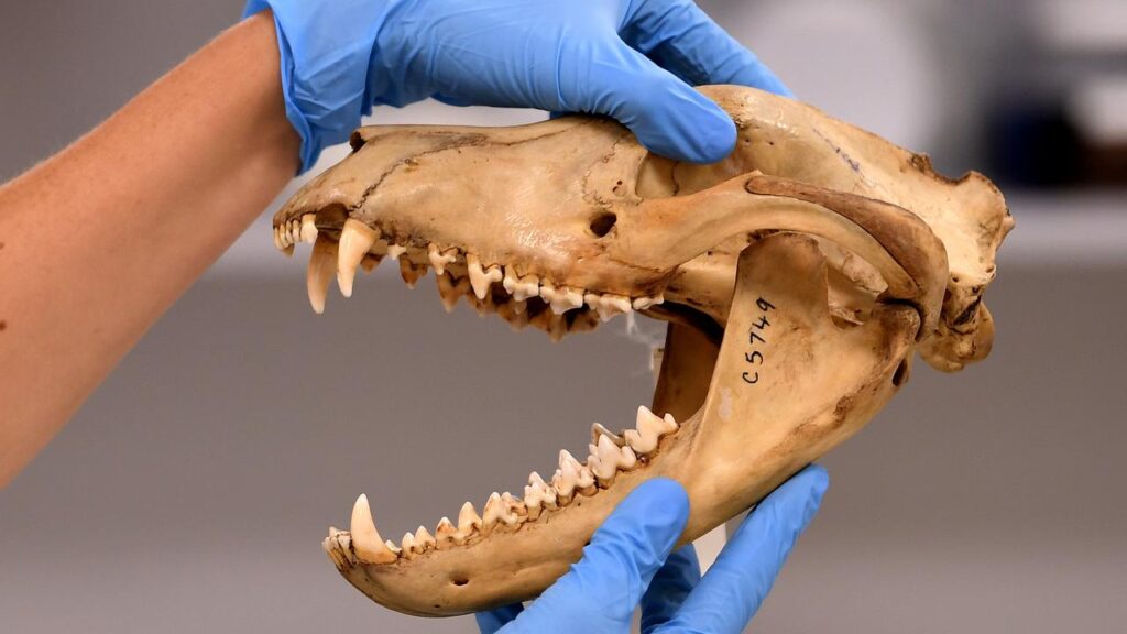 Once a dominant species of carnivorous marsupial, the Tasmanian tiger is now just a museum item.
