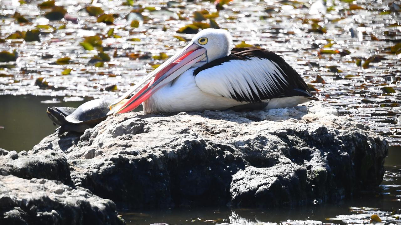 A pelican rests at the Berrinba Wetlands in Logan, Qld