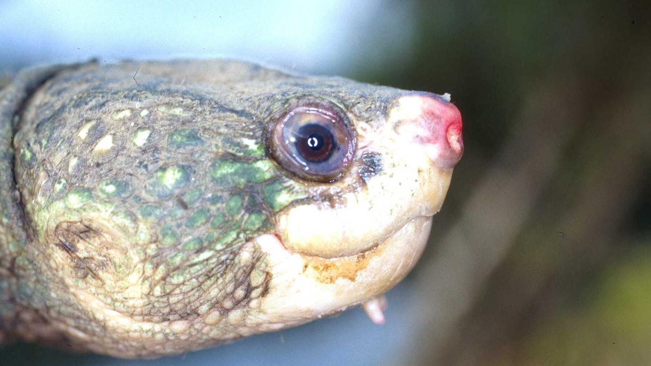 turtle