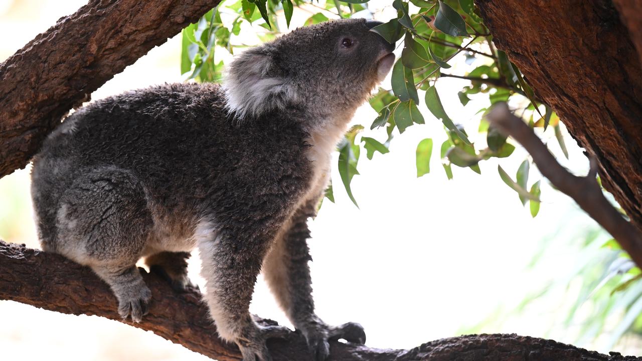 koala