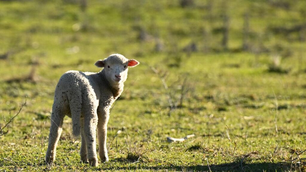 A three-year-old girl has died from a bacterial infection after a visit to a petting zoo.
