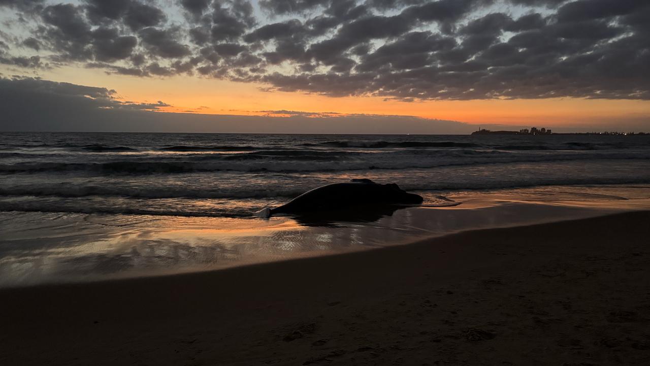 The dead whale at Alexandra Headland, Qld
