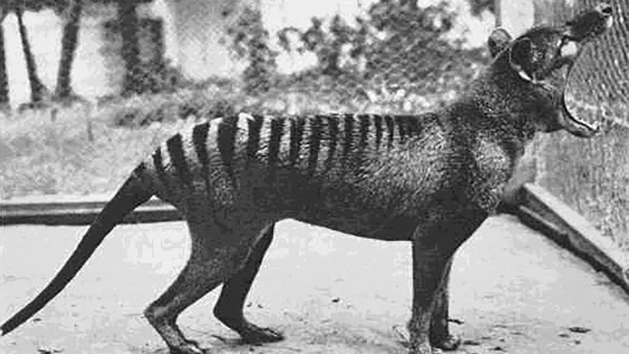 A Tasmanian tiger (file image)