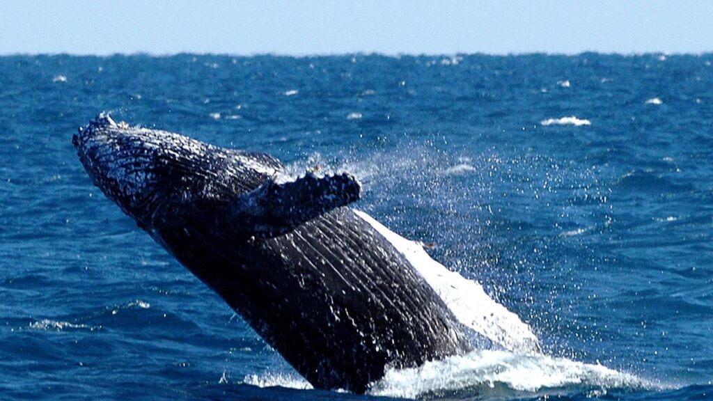 Some 50,000 humpback whales have been making their annual voyage to feeding grounds in Antarctica.
