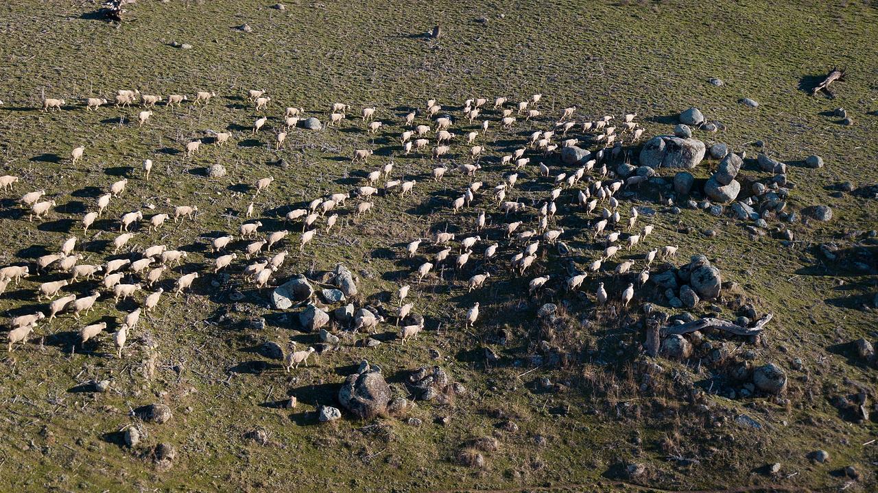 sheep