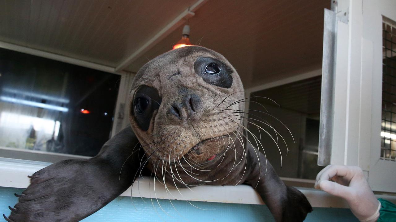 A monk seal