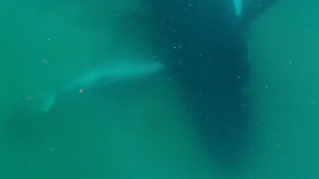 Vision of a humpback whale and her stillborn calf has scientists pondering the mammals’ inner lives.
