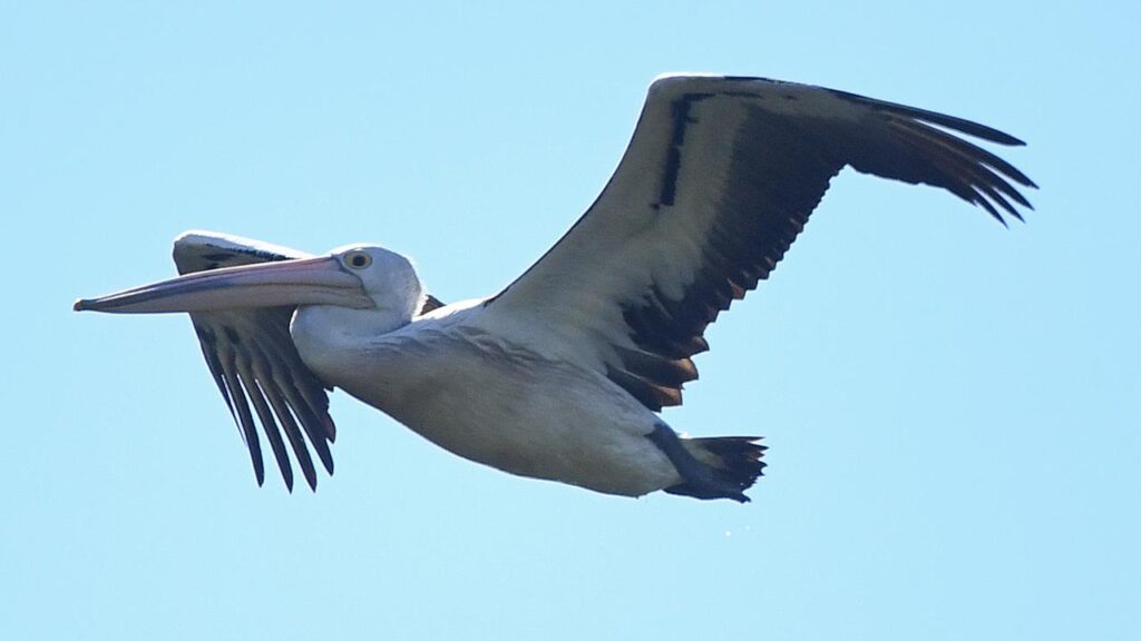 A pelican was found to have been infected with bird flu after being found on SA’s Yorke Peninsula.

