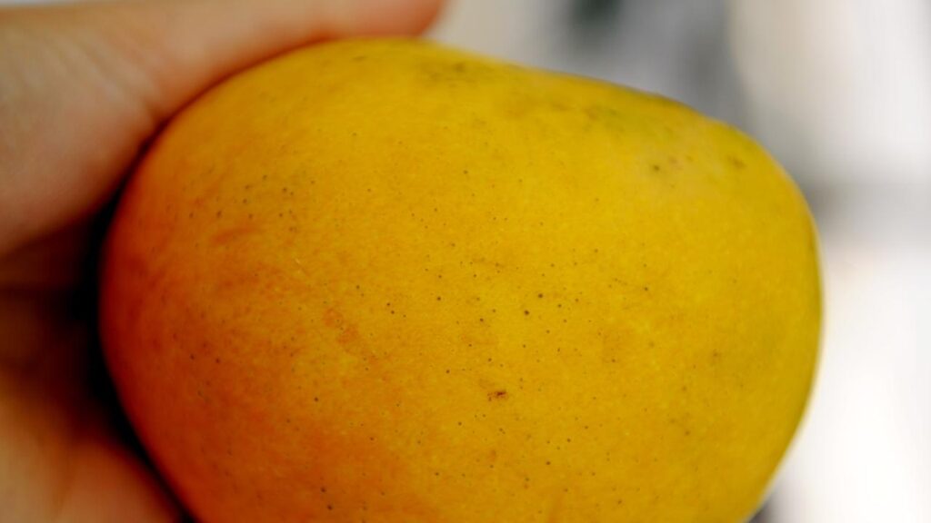 There are fears the vast majority of Australia’s mangoes will be left to rot on the trees.
