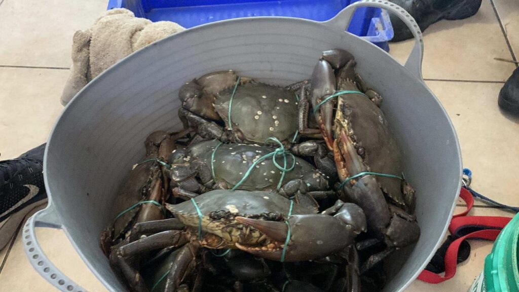 Claw-enforcement: officers have swooped on an illegal haul of mud crabs.
