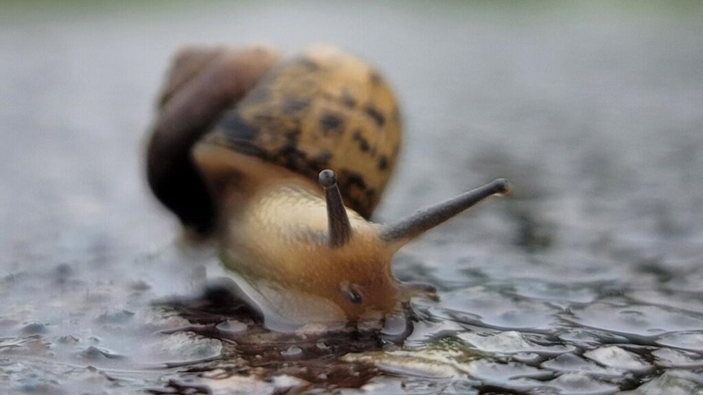Snails thrive after extreme rainfall events, with their shells recording large growth spurts.
