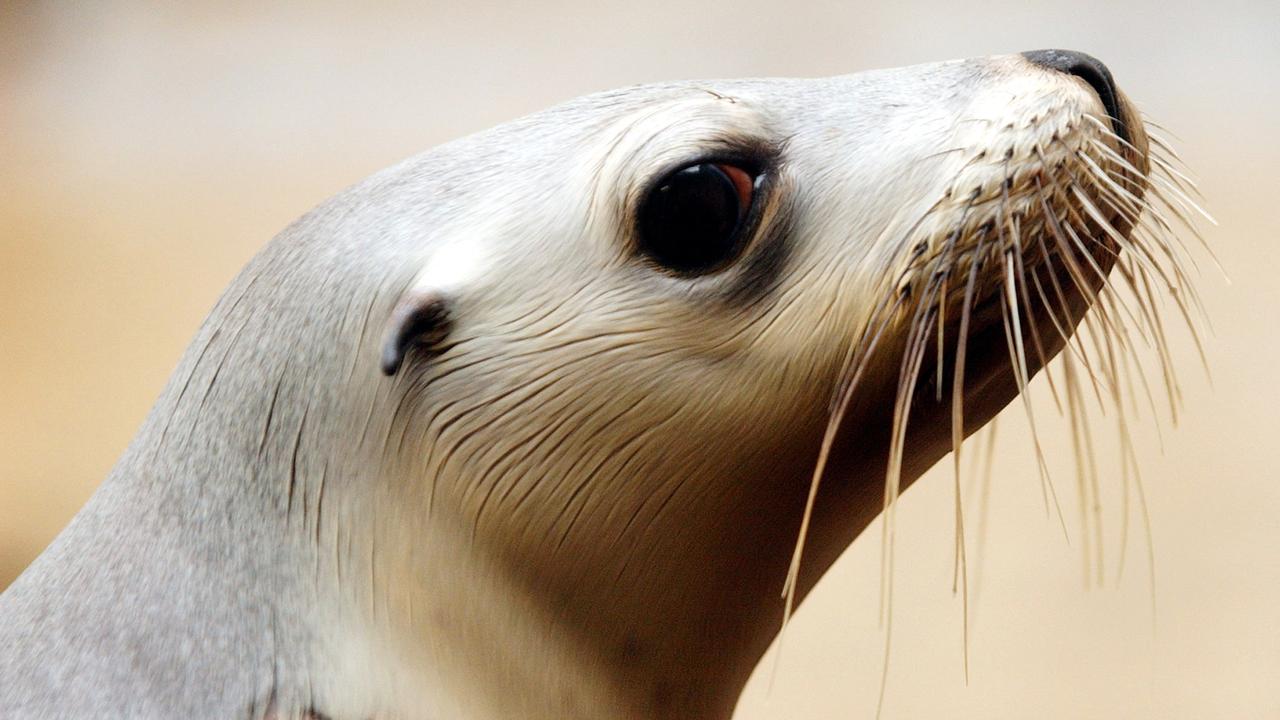 Miya, a rare Australian Sea Lion pup, at Taronga Zoo, Sydney