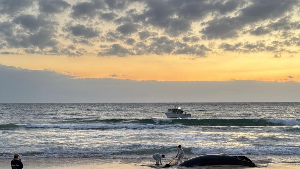 Authorities waited for high tide in the morning to remove the dead humpback whale from a Qld beach.
