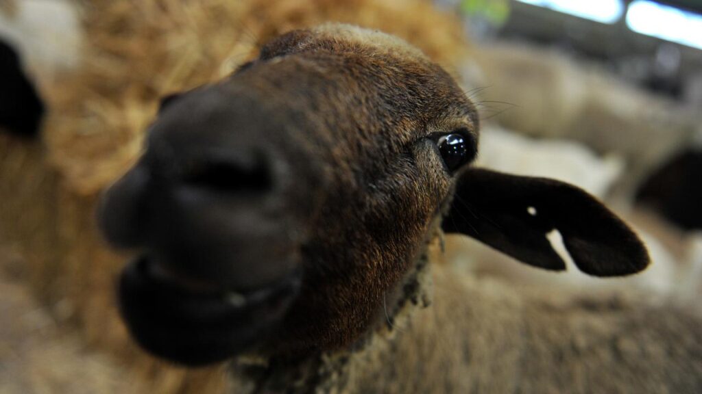 Dorper sheep have a jet-black head and neck, along with a white body.
