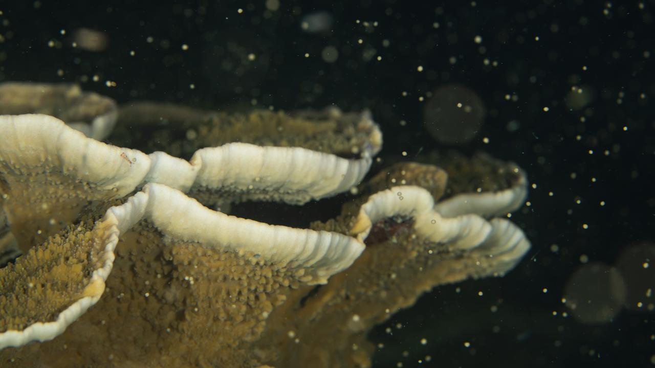 Coral spawning season off Magnetic Island