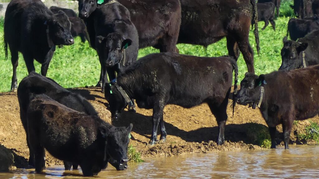 Woolworths has faced questions about where it sources all its own brand beef.
