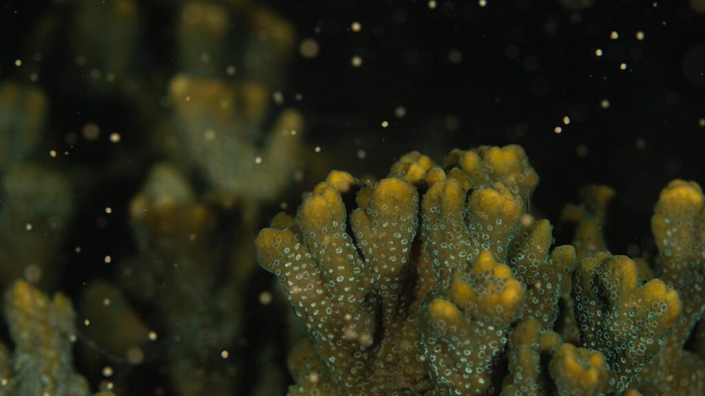 The Great Barrier Reef’s annual coral spawning season has begun off Queensland’s Magnetic Island.
