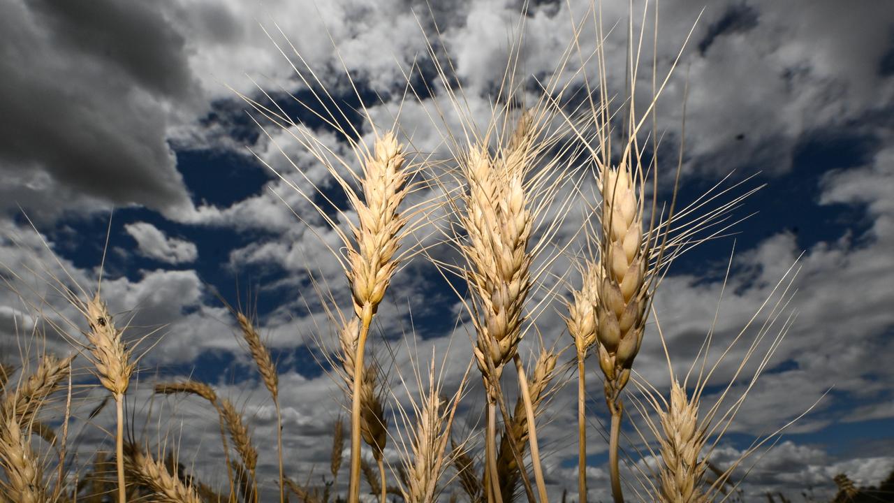 Wheat