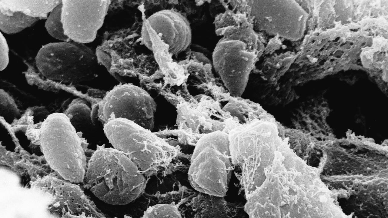 Black Death