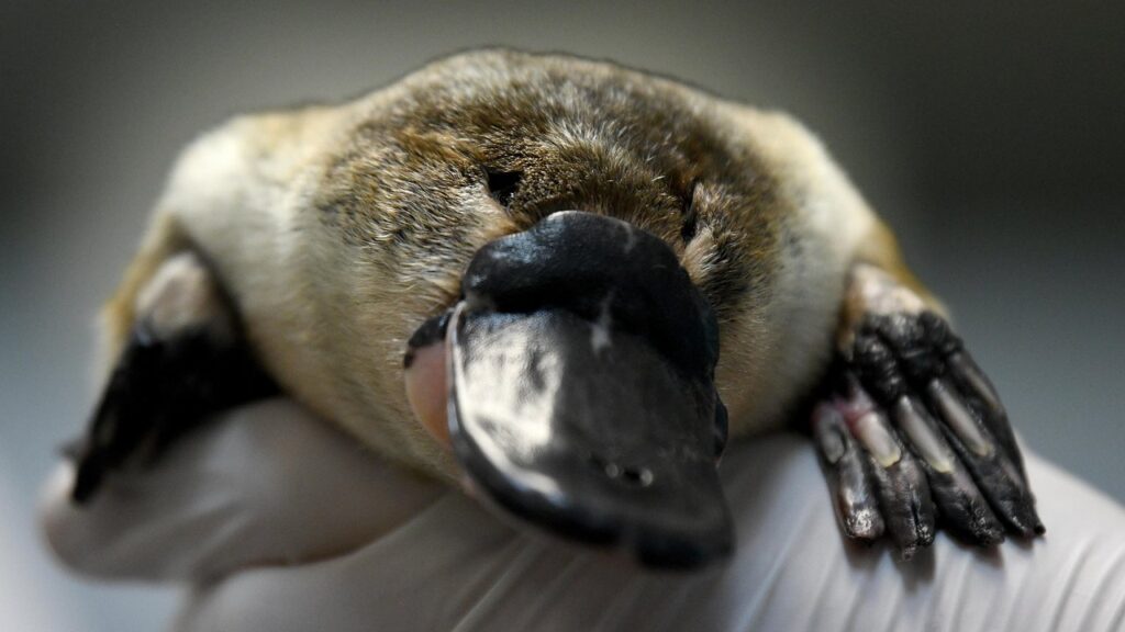 Drowning in nets accounts for more than half of platypus fatalities, decades of research shows.
